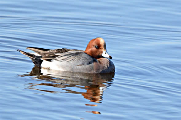 widgeon